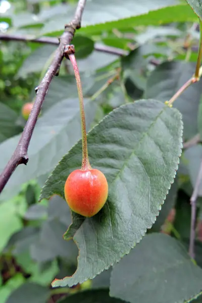 Une Cerise Rouge Jaune Sur Une Branche — Photo