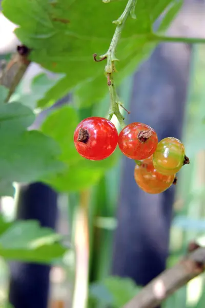 Une Grappe Groseilles Rouges Poussant Sur Une Branche Dans Jardin — Photo