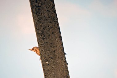 Genç Avrupalı yeşil ağaçkakan beton bir direkte oturuyor, arka planda mavi gökyüzü.