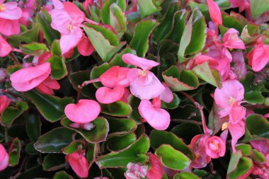 Pembe balmumu begonya çiçekleri ve yakın plan yeşil yapraklar.