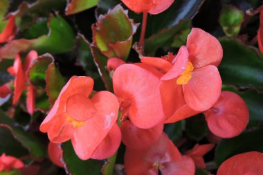 Kırmızı balmumu begonya çiçekleri ve yeşil yapraklar yakın planda.