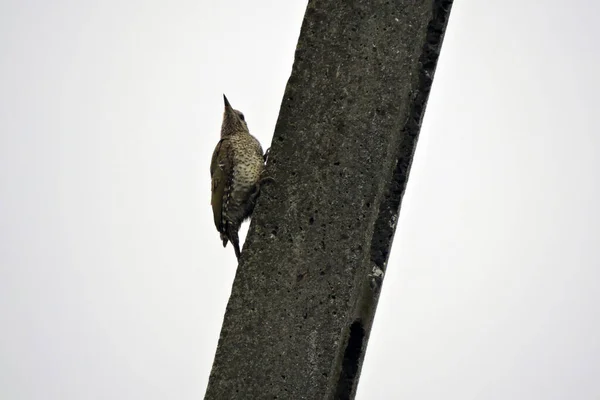 Juvenile European Green Woodpecker Sitting Concrete Pylon White Sky Background — Stock Photo, Image