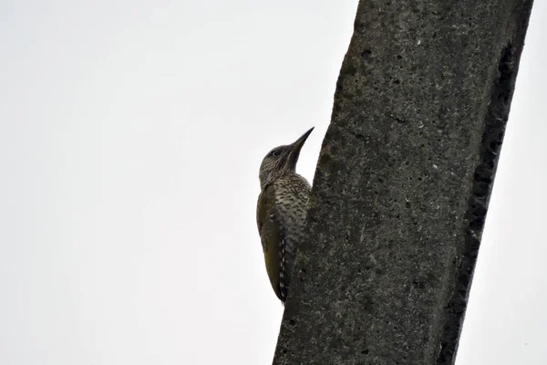 Juvenile European Green Woodpecker Sitting Concrete Pylon White Sky Background — Stock Photo, Image