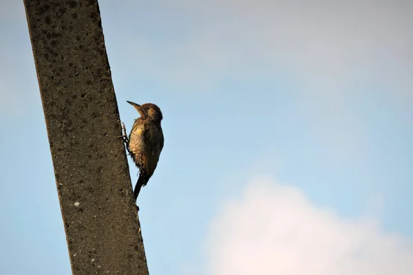 Pica Pau Verde Europeu Juvenil Sentado Pilão Concreto Céu Azul — Fotografia de Stock