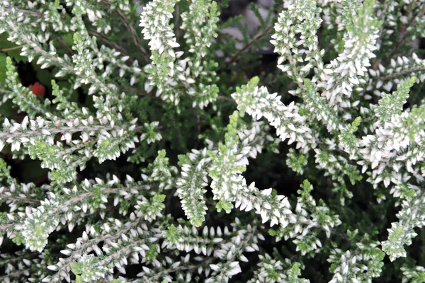 Eine Nahaufnahme Von Weißen Heidekrautknospen Und Grünen Blättern — Stockfoto