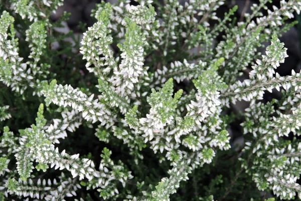 Eine Nahaufnahme Von Weißen Heidekrautknospen Und Grünen Blättern — Stockfoto