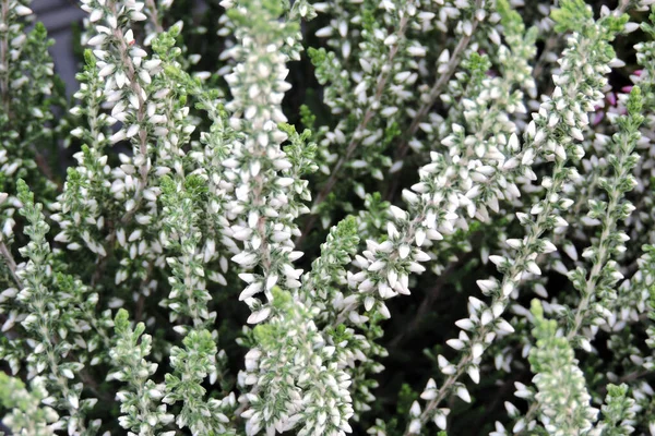 Primer Plano Brotes Brezo Común Blanco Hojas Verdes —  Fotos de Stock