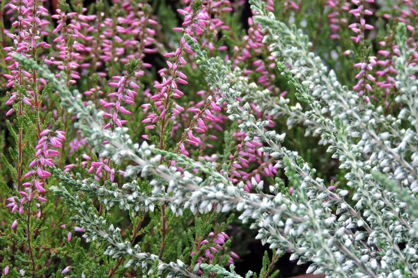 Eine Nahaufnahme Aus Weißen Und Violetten Heidekrautknospen Und Grünen Blättern — Stockfoto