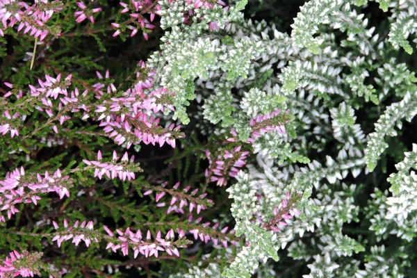 Eine Nahaufnahme Aus Weißen Und Violetten Heidekrautknospen Und Grünen Blättern — Stockfoto