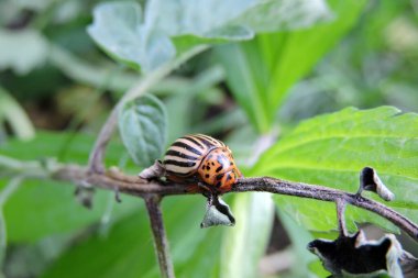 Kolorado 'lu bir patates böceğinin yakın plan fotoğrafı.