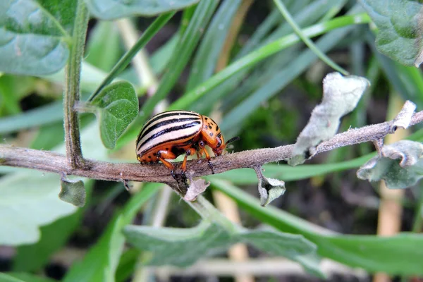 Primo Piano Uno Scarabeo Del Colorado Che Cammina Uno Stelo — Foto Stock