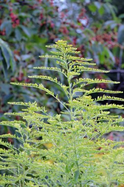 Tomurcuklarla kaplı bir Avrupa altın çubuğu dalı.