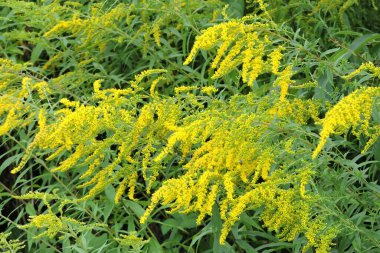 Avrupa altın sarısı çiçekleriyle dolu sarı bir tarla