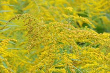 Avrupa altın sarısı çiçekleriyle dolu sarı bir tarla