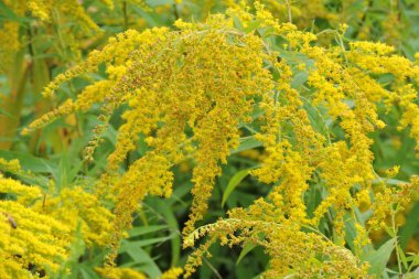 Avrupa altın sarısı çiçekleriyle dolu sarı bir tarla