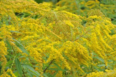 Avrupa altın sarısı çiçekleriyle dolu sarı bir tarla