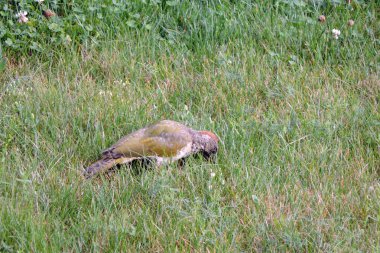 Avrupalı yeşil ağaçkakan çayırda karınca yiyor