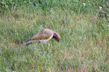 Avrupalı yeşil ağaçkakan çayırda karınca yiyor