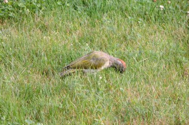 Avrupalı yeşil ağaçkakan çayırda karınca yiyor