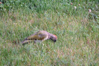 Avrupalı yeşil ağaçkakan çayırda karınca yiyor