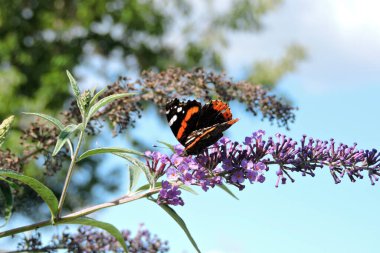 Siyah kanatları olan, Buddleia 'nın mor çiçeklerinden nektar emen, arka planda mavi gökyüzü olan kızıl bir amiral.