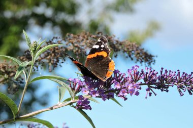 Siyah kanatları olan, Buddleia 'nın mor çiçeklerinden nektar emen, arka planda mavi gökyüzü olan kızıl bir amiral.