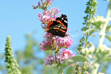 Siyah açık kanatlı bir kelebek Buddleia 'dan nektar emiyor pembe çiçekler, arkasında mavi gökyüzü