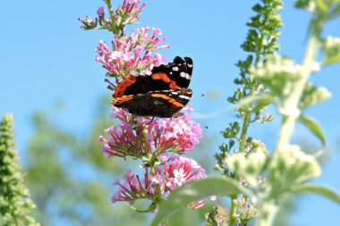 Siyah açık kanatlı bir kelebek Buddleia 'dan nektar emiyor pembe çiçekler, arkasında mavi gökyüzü