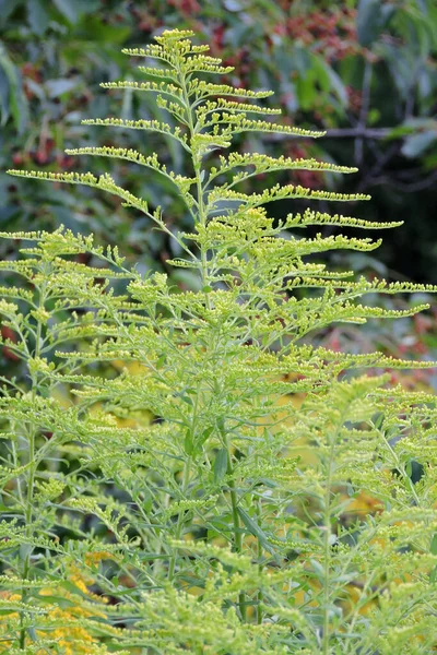 Ramo Goldenrod Europeu Coberto Com Botões — Fotografia de Stock