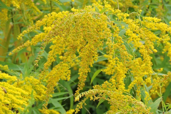 Avrupa altın sarısı çiçekleriyle dolu sarı bir tarla