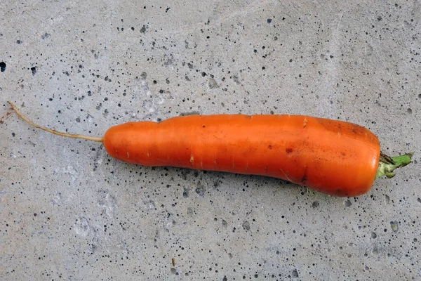Ένα Υγρό Πορτοκαλί Καρότο Τσιμεντένιο Φόντο — Φωτογραφία Αρχείου