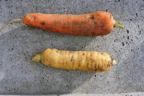 Ένα Βρώμικο Πορτοκαλί Καρότο Και Ένα Βρώμικο Άσπρο Καρότο Τσιμεντένιο — Φωτογραφία Αρχείου