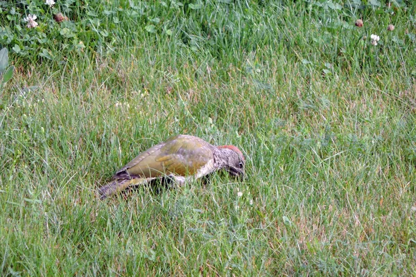 Europese Groene Specht Etende Mieren Weide — Stockfoto