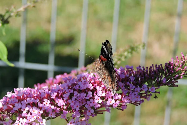 Метелик Чорними Закритими Крилами Всмоктують Нектар Бузкових Рожевих Квітів — стокове фото
