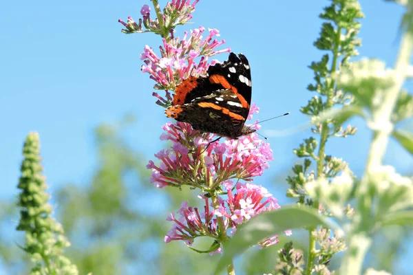 Egy Pillangó Fekete Nyitott Szárnyakkal Nektárt Szív Buddleia Rózsaszín Virágokból — Stock Fotó