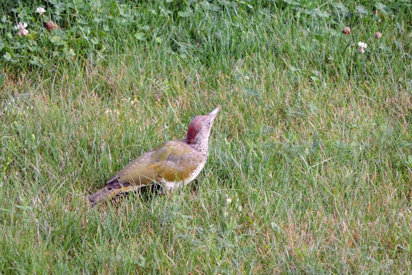 European Green Woodpecker Looking Ants Meadow Stock Photo