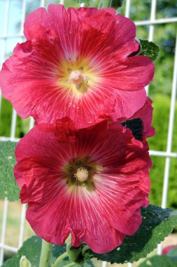 Kırmızı gülgüller yakın planda çiçek açar.