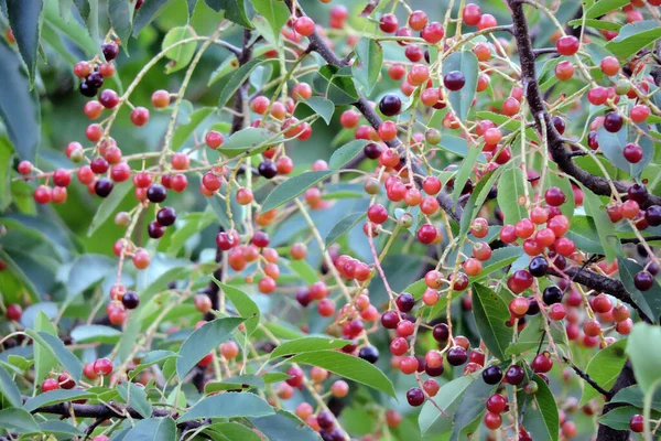 Grappes Cerises Sauvages Rondes Rouges Violettes Mûrissantes Longues Feuilles Vertes — Photo