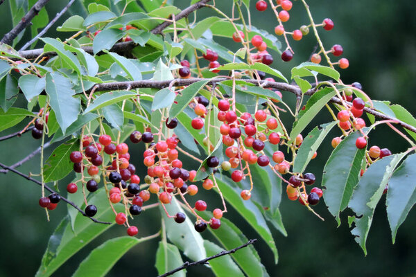 Clusters of ripening round red and purple wild cherry fruit and green long leaves, blurred background