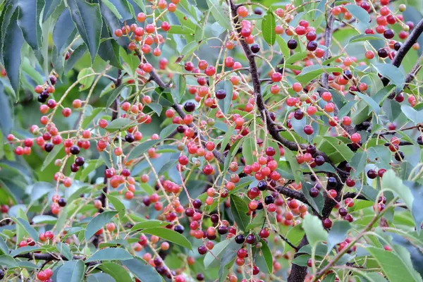 Grappes Cerises Sauvages Rondes Rouges Violettes Mûrissantes Longues Feuilles Vertes — Photo