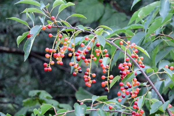 Racimos Madurez Redondo Rojo Púrpura Fruta Cereza Silvestre Hojas Largas — Foto de Stock