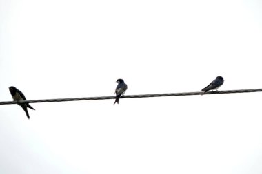 İki ahır kırlangıcı ve beyaz arka planda güç kablosunun üzerinde oturan kuzeyli bir Martin.