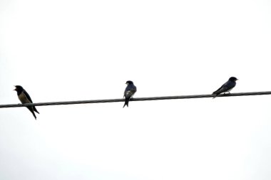 İki ahır kırlangıcı ve güç kablosunun üzerinde oturan bir kuzey evi kırlangıcı, açık gagalı bir ahır kırlangıcı, beyaz arka plan.