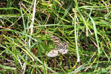 Siyah ve beyaz bir güve yakın plan, yeşil çimenlerde oturan çitli bir çalılık.