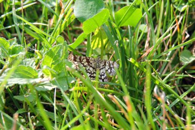 Siyah ve beyaz bir güve yakın plan, yeşil çimenlerde oturan çitli bir çalılık.