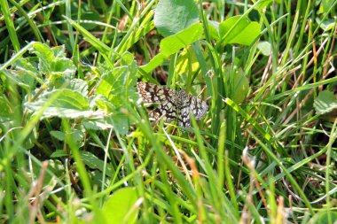 Siyah ve beyaz bir güve yakın plan, yeşil çimenlerde oturan çitli bir çalılık.