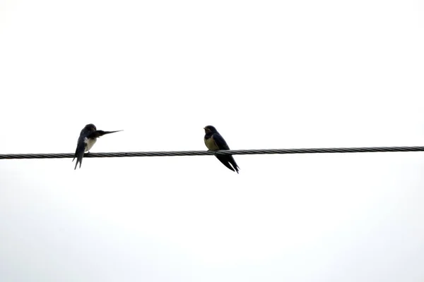 Two Barn Swallows Sitting Power Cable One Barn Swallow Preening — Stock Photo, Image