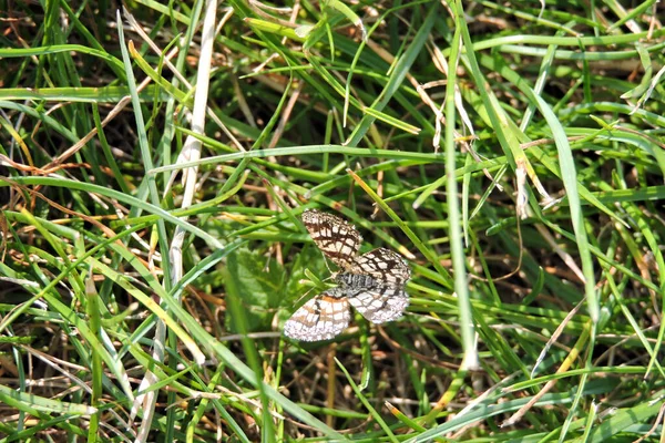 Siyah ve beyaz bir güve yakın plan, yeşil çimenlerde oturan çitli bir çalılık.