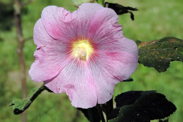 Ένα Ροζ Λουλούδι Hollyhock Κοντινό Πλάνο — Φωτογραφία Αρχείου