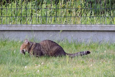 Yeşil çimlerin üzerinde ağzında bir fare olan tekir bir kedi.